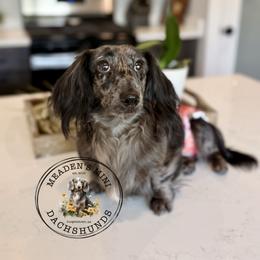 Rainey - Dachshund