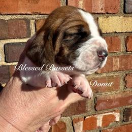 Donut - Mahogany and white female Basset Hound puppy in Bellaire, Ohio from Blessed Bassets