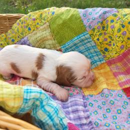 Faith - Blenheim female Cavalier King Charles Spaniel puppy in Stockdale, Texas from Great Oaks Farm Cavaliers