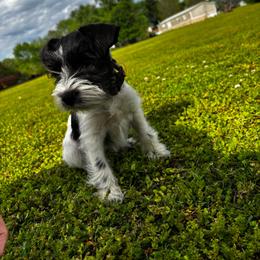 Maybree - Parti female Miniature Schnauzer puppy in Dunlap, Tennessee from Beards of Glory