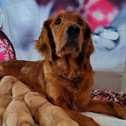 Luna - Golden Retriever