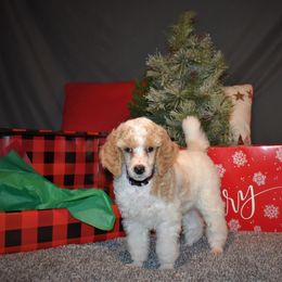 Cupid - G2 Purple Female - Parti female Poodle puppy in Nelson, Missouri from MD Triple Creek Ranch
