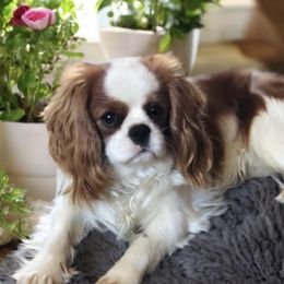 Tanner - Cavalier King Charles Spaniel