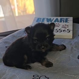 Onyx - Black and tan parti male Pomeranian puppy in Newport News, Virginia from Itty Bitty Poms