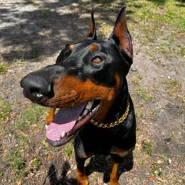 Doberman Pinscher All Grown Up from Morgan Doberman Kennel