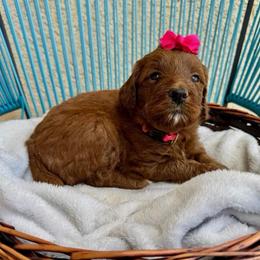 Light Pink Collar - Red female Assorted Doodle Crosses puppy in Marysville, California from Dailey Doodles and Dachshunds