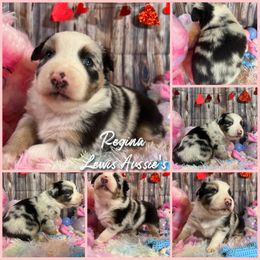 Australian Shepherd and Pembroke Welsh Corgi Puppies from Lewis Aussie’s & Corgi’s