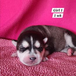 Girl 1 - Black and white female Siberian Husky puppy in Grayson, Kentucky from Kentucky Huskies