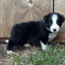 Han - Black and white male Border Collie puppy in Mckinney, Texas from Border Collies of Ruidoso