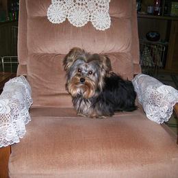 "CAPTAIN JACK" Yorkshire Terrier All Grown Up from Shirley's Yorkies