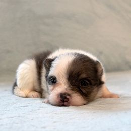 Blue Tri Merle boy. AKC - Blue merle male Pomeranian puppy in Princeton, New Jersey from PureLove Poms.
