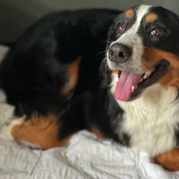 Bernedoodles and Bernese Mountain Dogs from Darlin’s Doodles