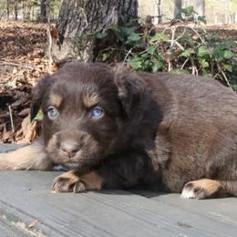 Rosie - Red tri-color female Australian Shepherd puppy in Macon, Georgia from Shaina’s Shepherds
