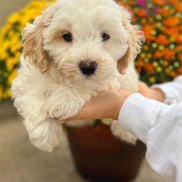 Lime Green Collared Male - White male Maltipoo puppy in Marshallville, Ohio from Grassy Meadow Pups