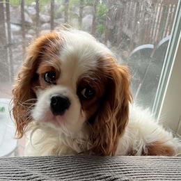 Harry - Blenheim male Cavalier King Charles Spaniel puppy in Belding, Michigan from Miller Cavs and Pyrs