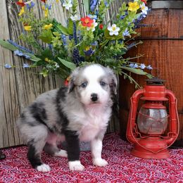 Merle - Blue merle Miniature Australian Shepherd puppy in Yale, Oklahoma from CTM Toy & Mini Aussies