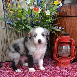 Merle - Blue merle Miniature Australian Shepherd puppy in Yale, Oklahoma from CTM Toy & Mini Aussies