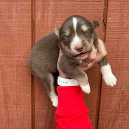 White - Red and white female Siberian Husky puppy in Jonesborough, Tennessee from Dry Creek Siberians