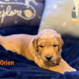 Orion - Apricot male Goldendoodle puppy in Noblesville, Indiana from Heart & Paw Goldendoodle Co.