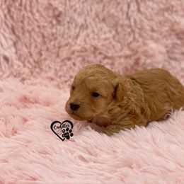 Poodle Puppies from Cuddles n Curls