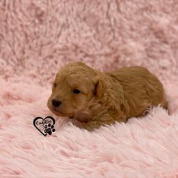 Poodle Puppies from Cuddles n Curls