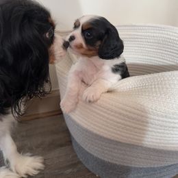 Cavalier King Charles Spaniel Puppies from Cavy Love