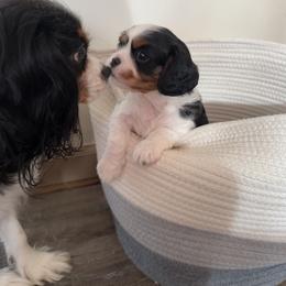 Cavalier King Charles Spaniel Puppies from Cavy Love