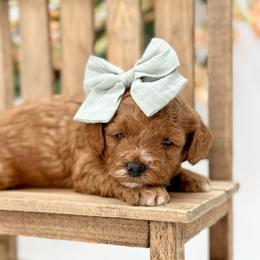 Lovie - Red  female Goldendoodle puppy in Queen Creek, Arizona from Goldendoodle AZ