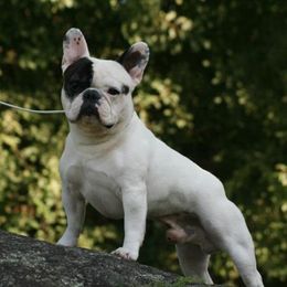 French Bulldogs from Suirac French Bulldogs