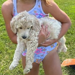 Girl 2 - Cream female Poodle puppy in Wentworth, South Dakota from PaintersPreciousPoodles
