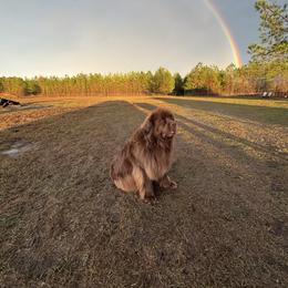 Olive - Newfoundland