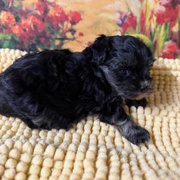 Hershey - Brown male Maltipoo puppy in Lawrenceburg, Tennessee from LUV Poodles and Maltipoos