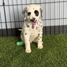 2 black spotted long coats - White and black female Dalmatian puppy in Sedalia, Missouri from Missouri Dalmatians