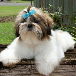 Shih Tzu Puppies from Falling Star