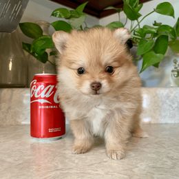Pomeranian Puppies from POMS USA