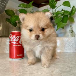 Pomeranian Puppies from POMS USA