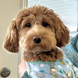 Waffles - Goldendoodle