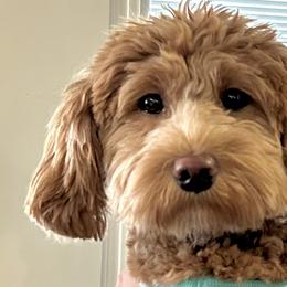 Waffles - Goldendoodle
