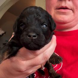 Dean (White collar boy) - Phantom male Poodle puppy in Eagle Mountain, Utah from Liberty Farms Puppies