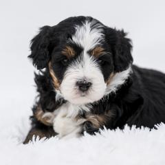 Jyn - female Australian Mountain Doodle puppy in Cortez, Colorado from Sassy Pants Pups