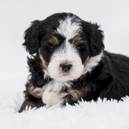 Jyn - female Australian Mountain Doodle puppy in Cortez, Colorado from Sassy Pants Pups