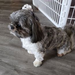 Mylo - Shih Tzu