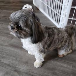 Mylo - Shih Tzu