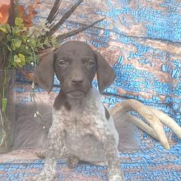 Boy 2 - Liver roan male German Shorthaired Pointer puppy in Laporte, Minnesota from Northern Odyssey Gun Dogs