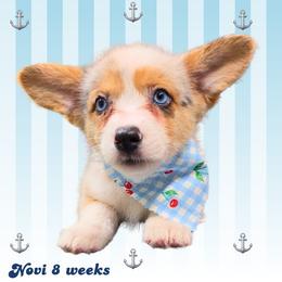 Queso - Blue merle and white female American Corgi puppy in Mansfield, Ohio from Moonrise corgis