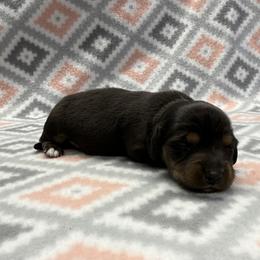 Puppy 2 - Black and tan female Dachshund puppy in Hoover, Alabama from Tide Town Doxies