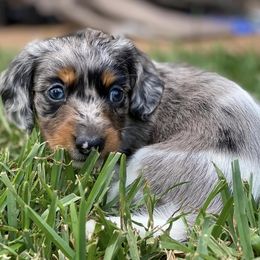 Dachshunds from Weaver’s Weenies