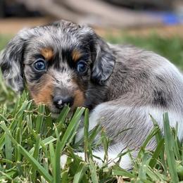 Dachshunds from Weaver’s Weenies