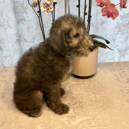 Boy 1 - Blue Bedlington Terrier puppy in Vancouver, Washington from Rohan Kennels