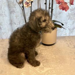 Boy 1 - Blue Bedlington Terrier puppy in Vancouver, Washington from Rohan Kennels